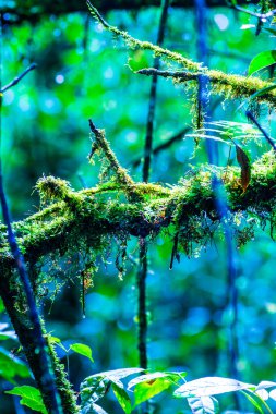 Doi Inthanon Ulusal Parkı, Tayland 'daki ağaç bütünlüğü.
