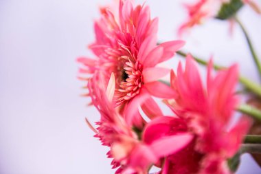 Tayland, Gerbera çiçeğine yakın..