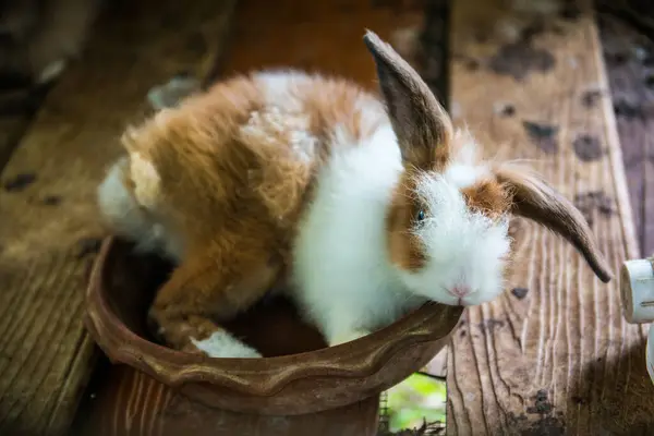 Porträt Des Kaninchens Thailand — Stockfoto