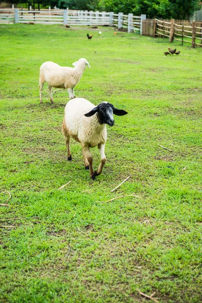 Moutons Sur Cour Herbe Thaïlande — Photo