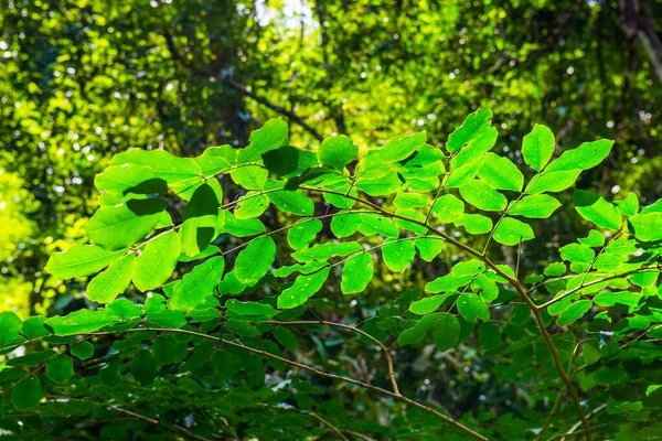 Zelené Listy Lese Thajsko — Stock fotografie