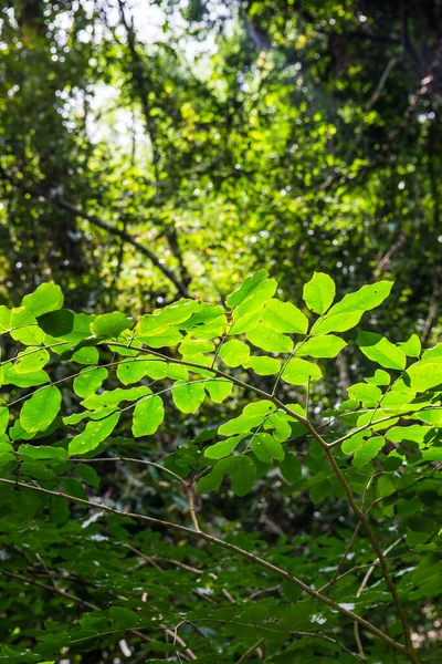 Zöld Levelek Erdőben Thaiföld — Stock Fotó