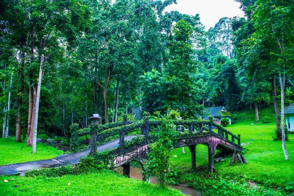Kleine Brücke Wald Thailand — Stockfoto