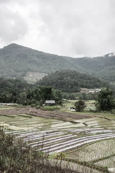 Tayland 'ın Chiangmai eyaletinde pirinç tarlaları..