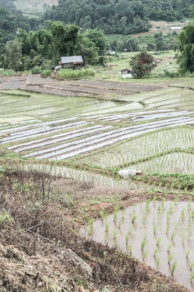 Tayland 'ın Chiangmai eyaletinde pirinç tarlaları..