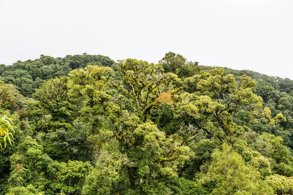 Большие Деревья Национальном Парке Дой Интанон Таиланд — стоковое фото