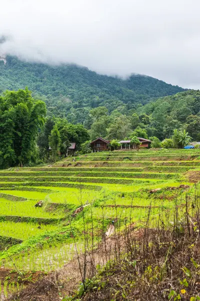 Rice Terraces Chiangmai Province Thailand — Stock Photo, Image