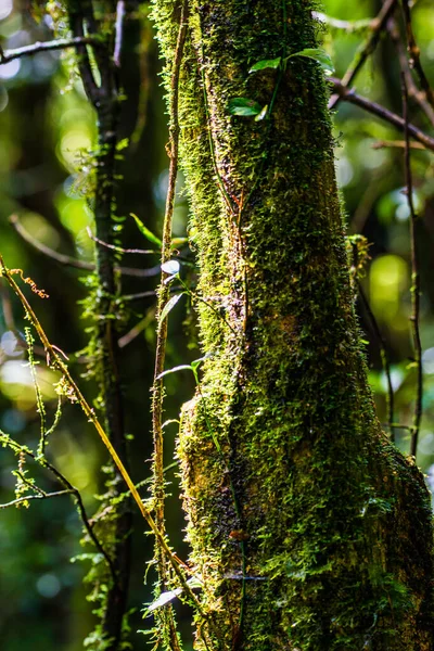 stock image Integrity of tree in Doi Inthanon national park, Thailand.