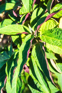 Ormanda yapraklar, Tayland.