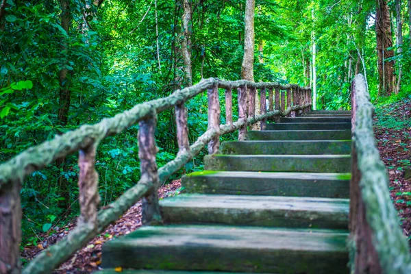 Camino Pie Parque Forestal Fuente Jedsee Tailandia —  Fotos de Stock