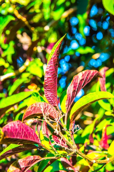 stock image Leaves in forest, Thailand.