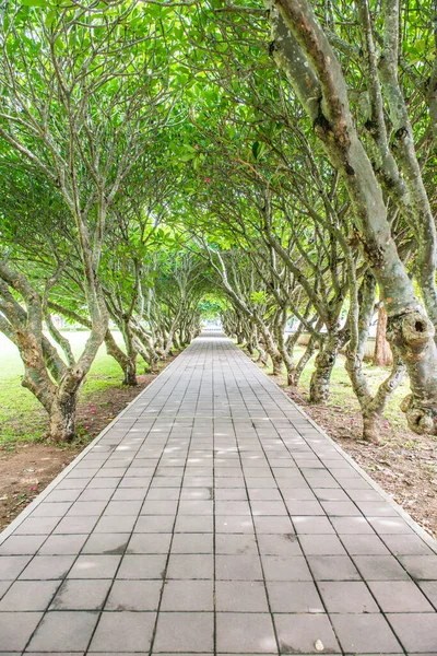 Plumeria Trees Tunnel Nan Province Thailand — Stock Photo, Image