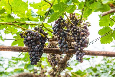 Tayland 'da şarap üzümleri.