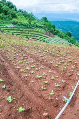 Tayland 'daki Tarım Bölgesi.