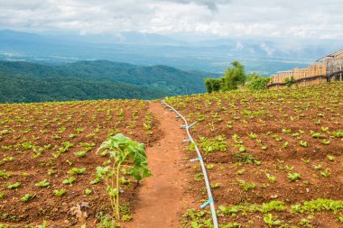 Tayland 'daki Tarım Bölgesi.