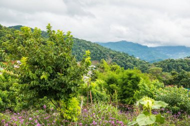 Mon Jam 'in Tayland' daki dağ manzarası.