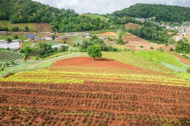 Mon Cham, Tayland 'daki dağda tarım alanı.