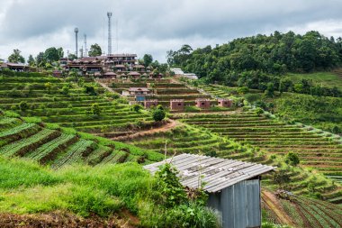 Mon Cham, Tayland 'daki dağda tarım alanı.