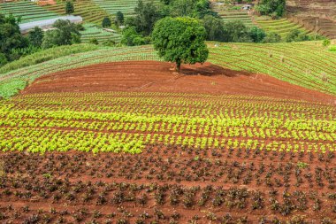 Mon Cham, Tayland 'daki dağdaki köy..