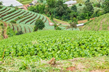 Mon Jam 'in Tayland' daki dağ manzarası.