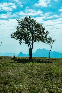 Dağdaki ağaç Phu Chi Fa Manzara Noktası, Tayland.