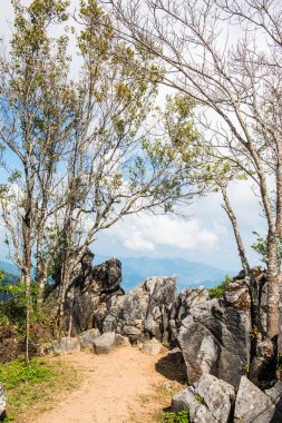 Chiangrai, Tayland 'da Doi Pha Tang' da Manzara Noktası.