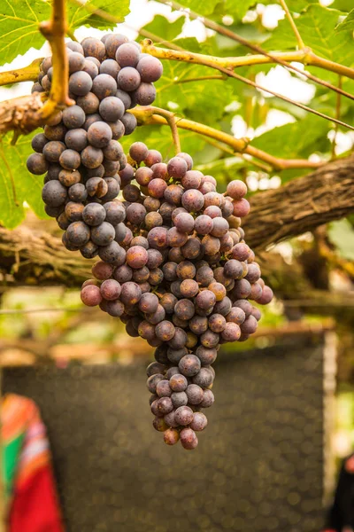 Vindruvor Thailändska Thailand — Stockfoto