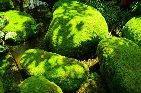 Kámen Mossy Stinné Zahradě Provincie Chiang Mai — Stock fotografie