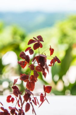 Yeşil arka planlı kırmızı yapraklar, Tayland.