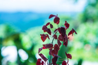 Yeşil arka planlı kırmızı yapraklar, Tayland.