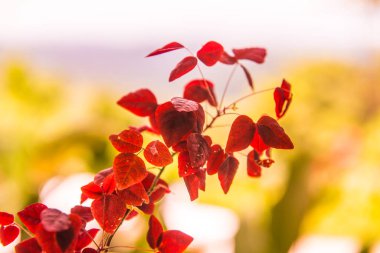 Yeşil arka planlı kırmızı yapraklar, Tayland.