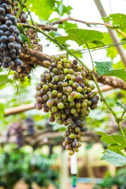 Tayland 'da şarap üzümleri.