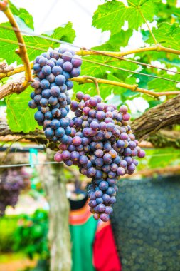 Tayland 'da şarap üzümleri.