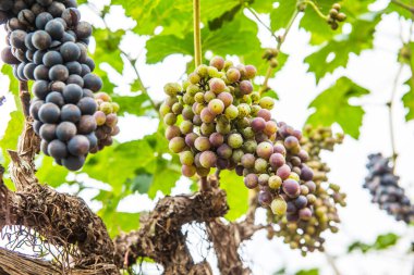 Tayland 'da şarap üzümleri.