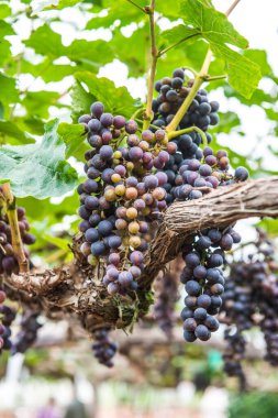 Tayland 'da şarap üzümleri.