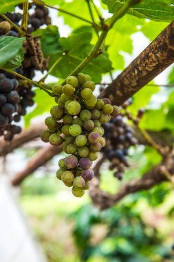 Tayland 'da şarap üzümleri.