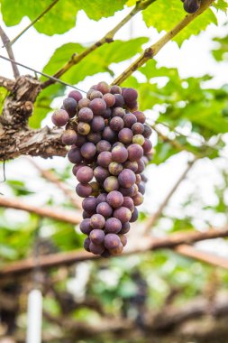 Tayland 'da şarap üzümleri.