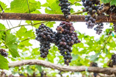 Tayland 'da şarap üzümleri.