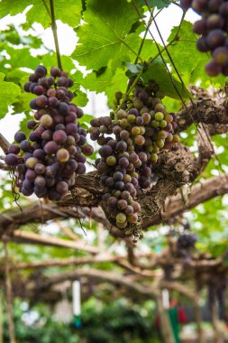 Tayland 'da şarap üzümleri.
