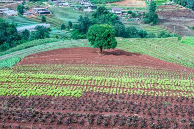 Mon Cham, Tayland 'daki dağdaki köy..