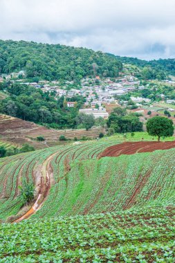 Mon Cham, Tayland 'daki dağdaki köy..