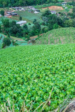 Mon Jam 'in Tayland' daki dağ manzarası.