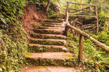 Ormanda merdiven, Tayland.