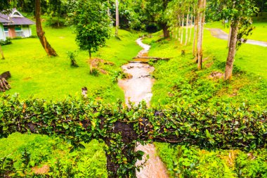 Ivy köprü raylarında, Tayland.