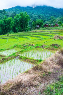 Tayland 'ın Chiangmai eyaletinde pirinç tarlaları..