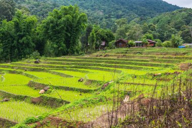 Tayland 'ın Chiangmai eyaletinde pirinç tarlaları..