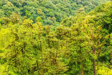 Doi Inthanon Ulusal Parkı, Tayland 'da Büyük Ağaçlar.