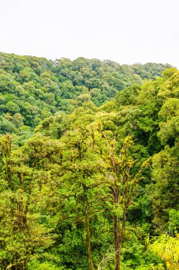 Doi Inthanon Ulusal Parkı, Tayland 'da Büyük Ağaçlar.