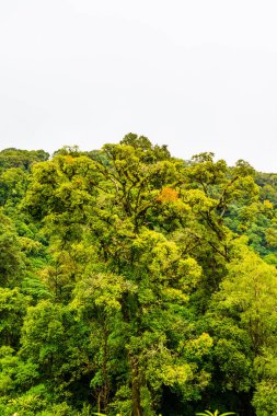 Doi Inthanon Ulusal Parkı, Tayland 'da Büyük Ağaçlar.