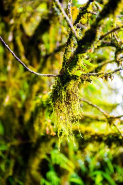 Doi Inthanon Ulusal Parkı, Tayland 'da bitki örtüsü.